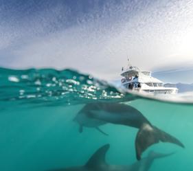 Meet New Zealand's curious dusky dolphins. Gathering in large pods off the coast of Kaikōura, they’ll be more than happy to greet you! Come for a snorkel 🐬 ...