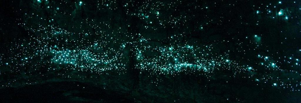 Spellbound Glowworms at end of cave