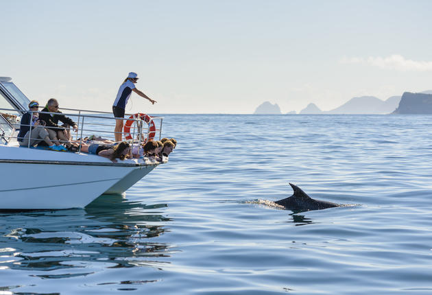 The Bay of Islands are a paradisal collection of holiday islands set in tranquil waters teeming with dolphins and other forms of marine life.