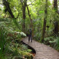 One of the walkways in the Waipoua Forest