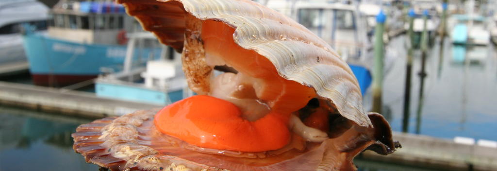 ホタテは全国各地の海で獲れます。9月のフィティアンガ・スカロップ・フェスティバルには、毎年たくさんの人々が集まります。