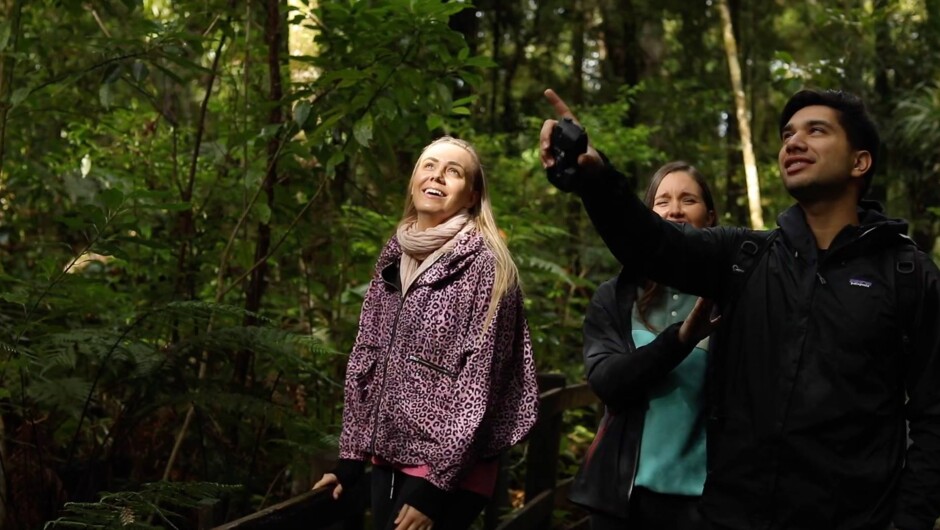 Learn about the Kauri giants with our local Footprints guides.