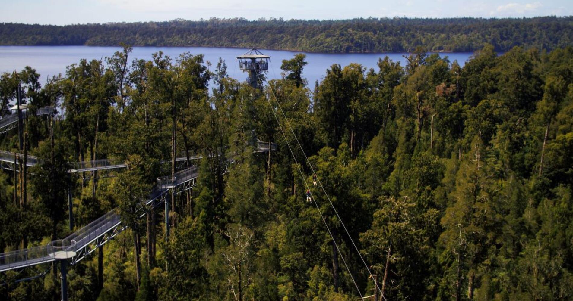 West Coast Tree Top Walk Tower Zipline Combo Activity In West Coast