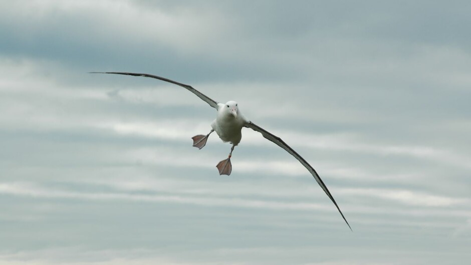 Harbour Albatross And Wildlife Cruise On Otago Harbour Activities