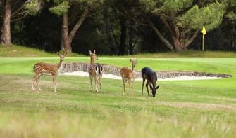Wildlife roam freely throughout the golf course, Wairakei Golf + Sanctuary