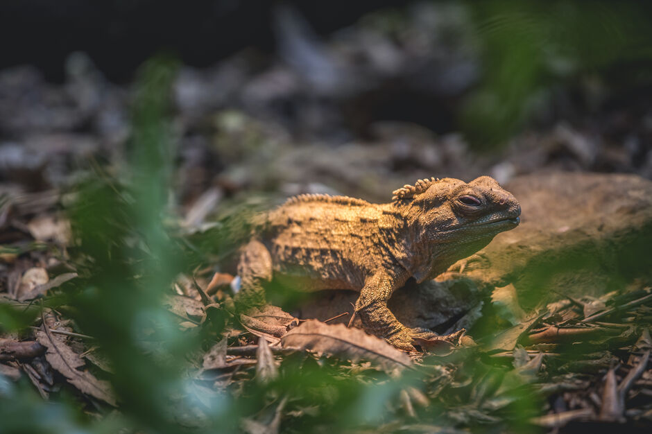 Pūkaha National Wildlife Centre