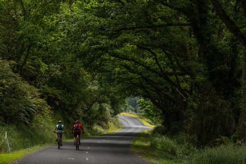 Timber Trail  100% Pure New Zealand