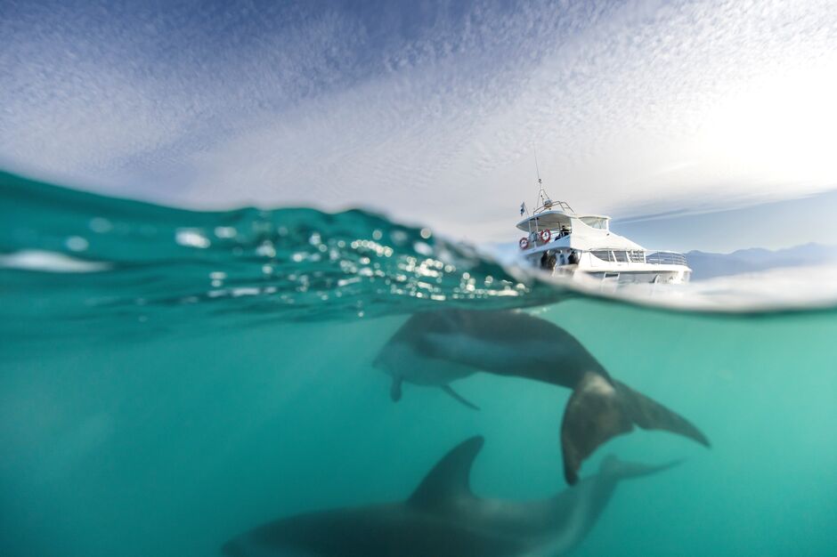 Dolphin encounter at Kaikōura