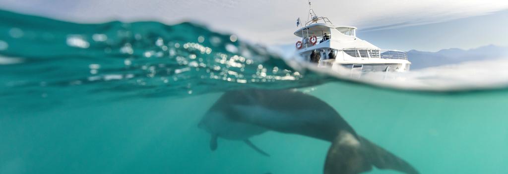 Dolphin encounter at Kaikōura