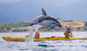 Dolphin spotting while kayaking