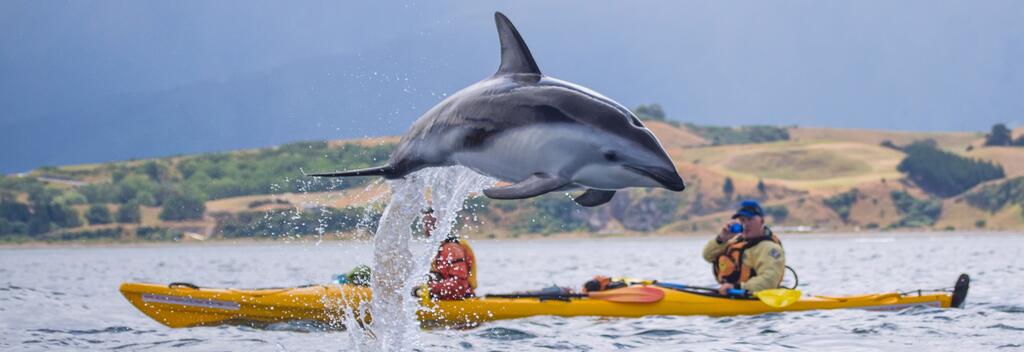 Dolphin spotting while kayaking