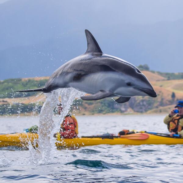 Dolphin spotting while kayaking