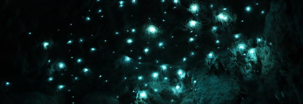 Glowworms glowing in the dark at Kawiti Caves in Waiomio, New Zealand