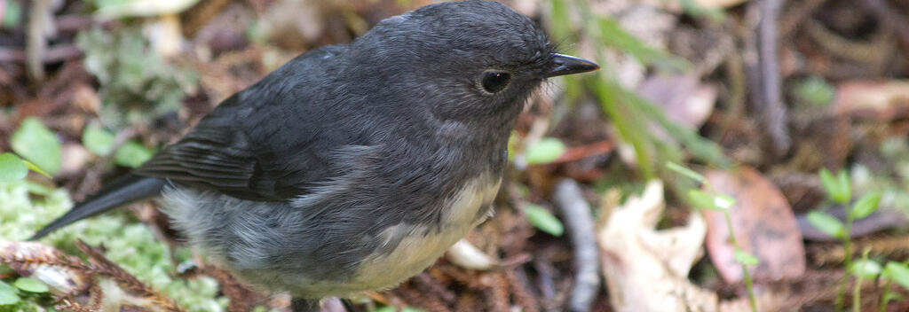 Stewart Island Robin