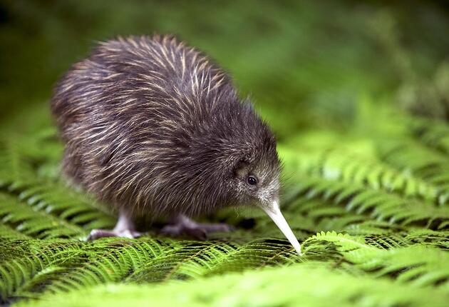 Experience New Zealand's unique nature and wildlife. Go whale watching or explore the unspoiled landscape. Discover more now.