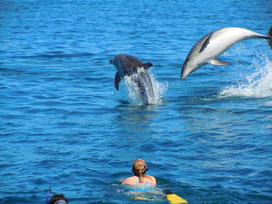 Swimming with the Bay of Islands Wild Dolphins