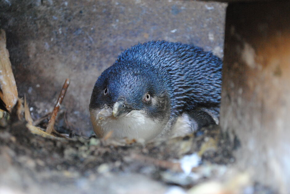 Blue Penguin