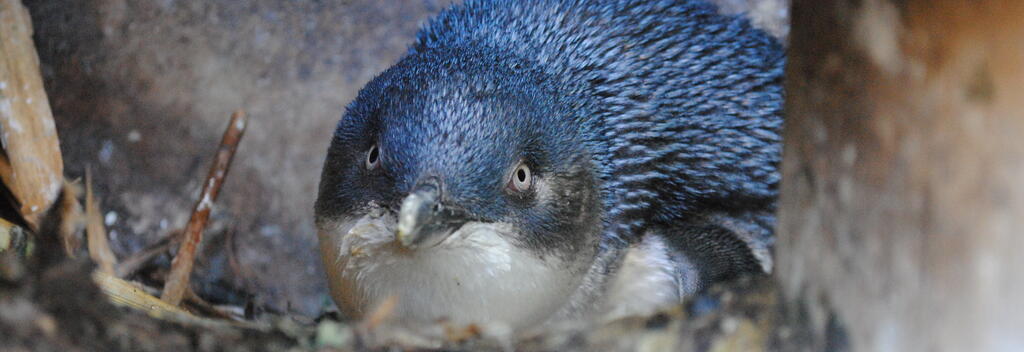 Blue Penguin