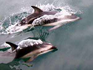 Marlborough is rich with marine, bird and wildlife