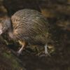 Brown Kiwi-Otorohanga Kiwi House