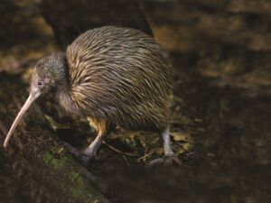 Brown Kiwi-Otorohanga Kiwi House