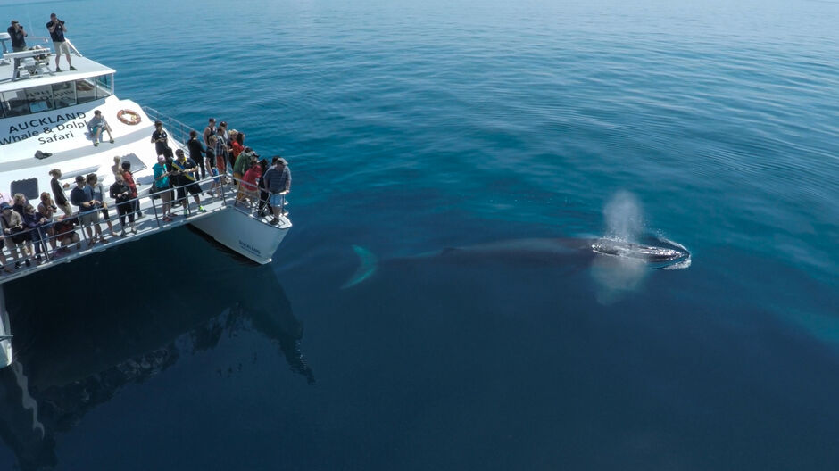 Juvenile Bryde's Whales often come to 'explore' the boat, making for an incredible interact experience.