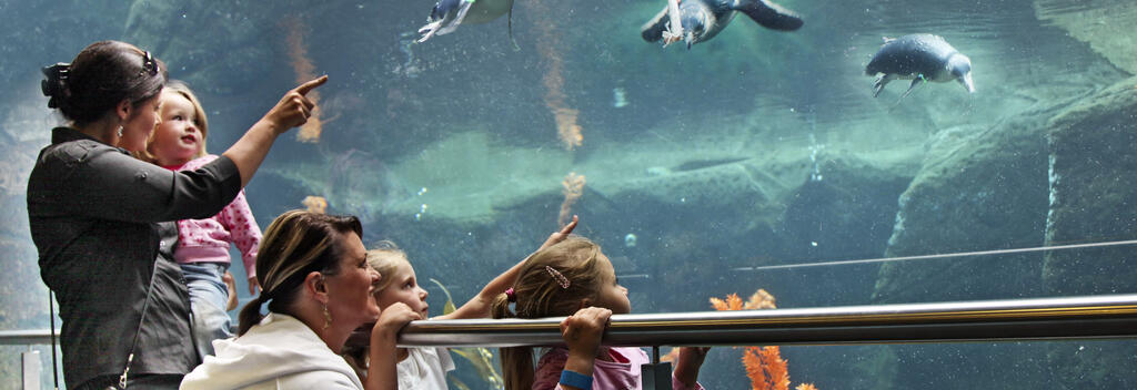 Christchurch - Antarctic Centre