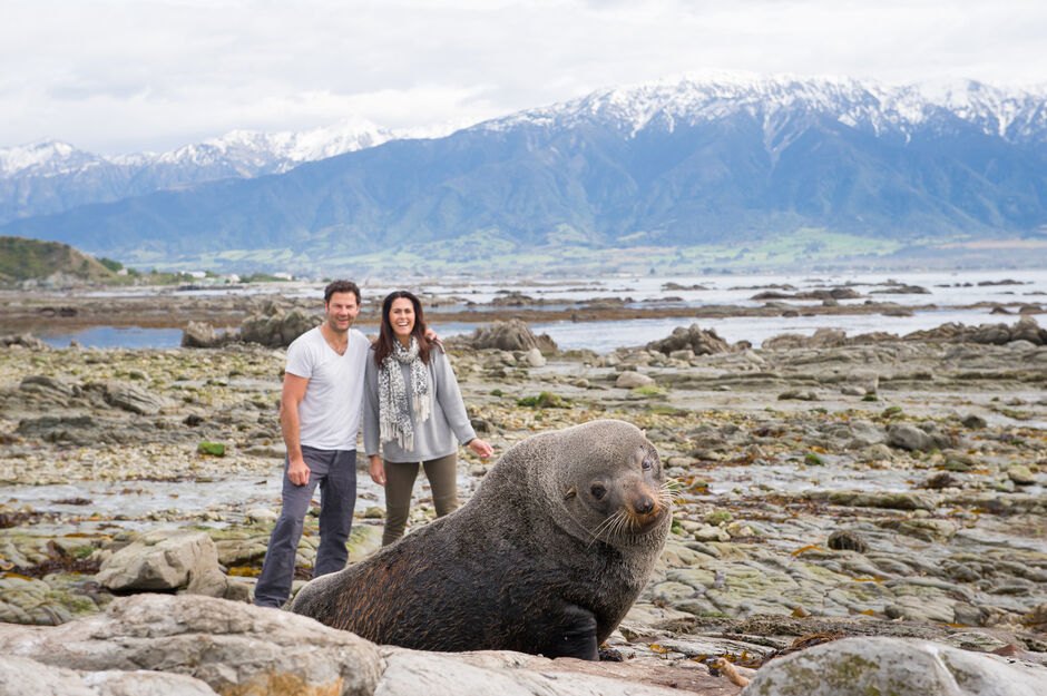 Seal watching in Kaikoura