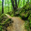 Beech Forest walk