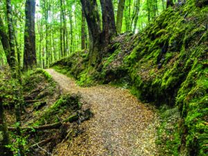 Beech Forest walk