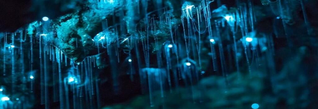 Glow Worms at nearby Waipu Caves