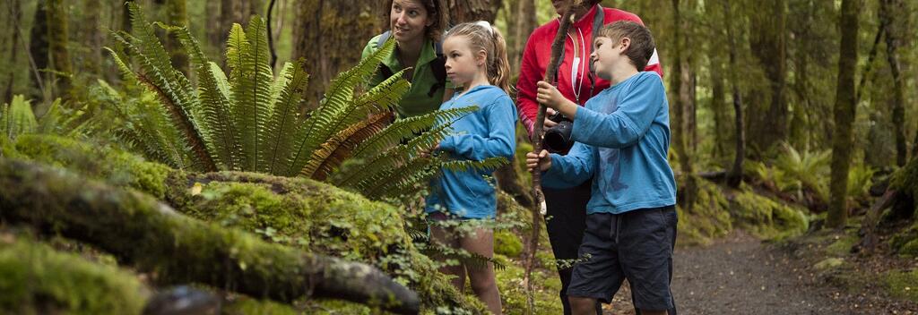 Looking closely into the native forest on a guided day walk