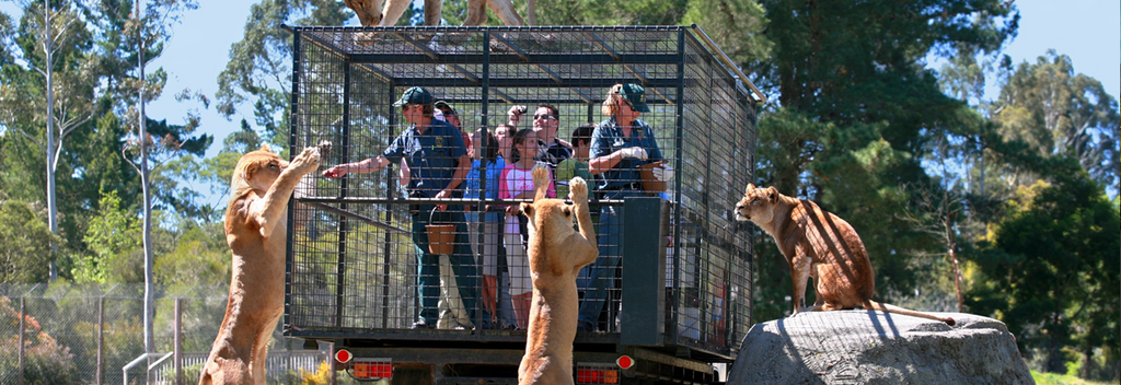 Orana’s unique Lion Encounter takes visitors through the African Lion Habitat on board a specially modified vehicle for extremely close views of the “King of Beasts” feeding