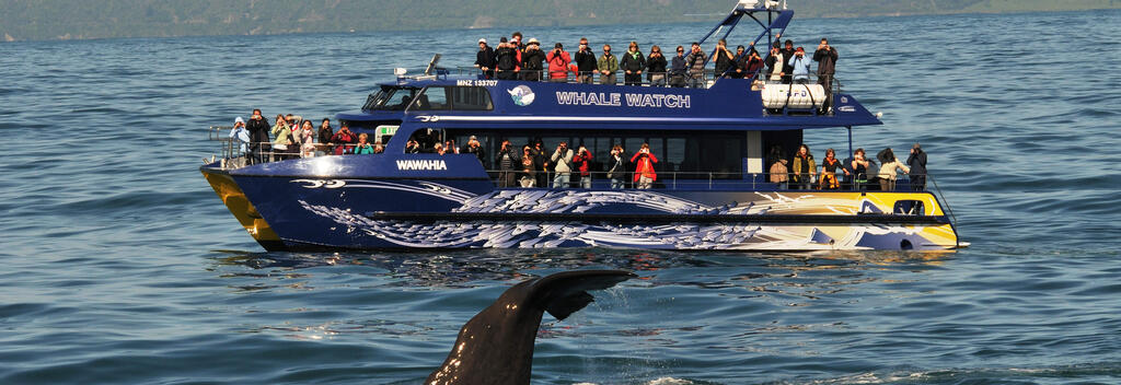 Whale Watch Kaikōura