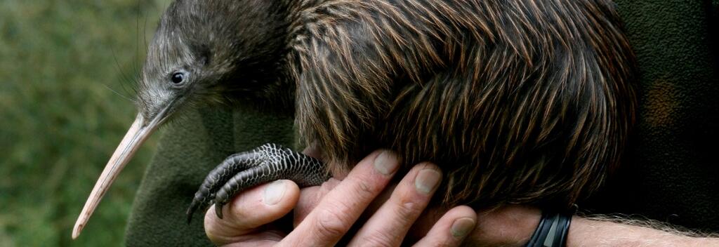 North Island Brown Kiwi - Otorohanga Kiwi House & Native Bird Park1