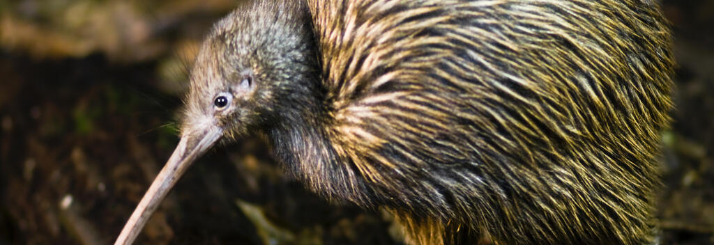 Brown kiwi at Ōtorohanga Kiwi House