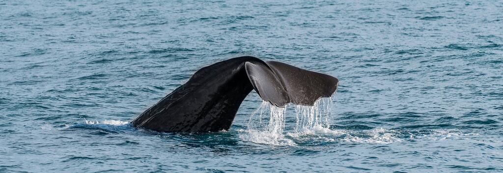 The perfect whale tail shot