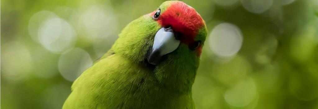 Visit ZEALANDIA Ecosanctuary located only 10 minutes drive from the Wellington CBD. Look out for these friendly birds, the kākāriki, the brightest bird in the bush, these colourful members of the parrot family are now rare on mainland New Zealand. They’re