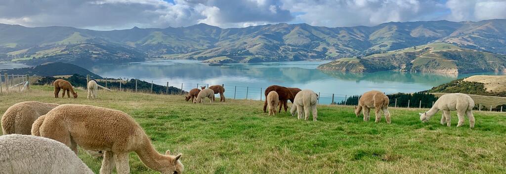 Peaceful and majestic alpacas