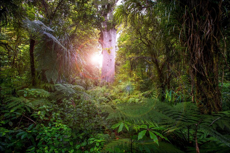 Sunshine on Tane Māhuta