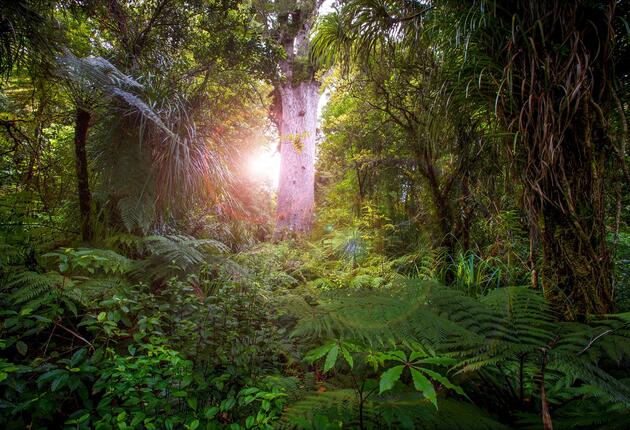 Waipoua Forest - A five minute walk from the roadside will bring you to the foot of Tāne Mahuta, probably the largest tree you'll ever lay eyes upon.