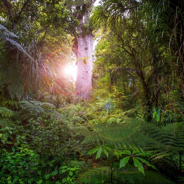 Sunshine on Tane Māhuta.