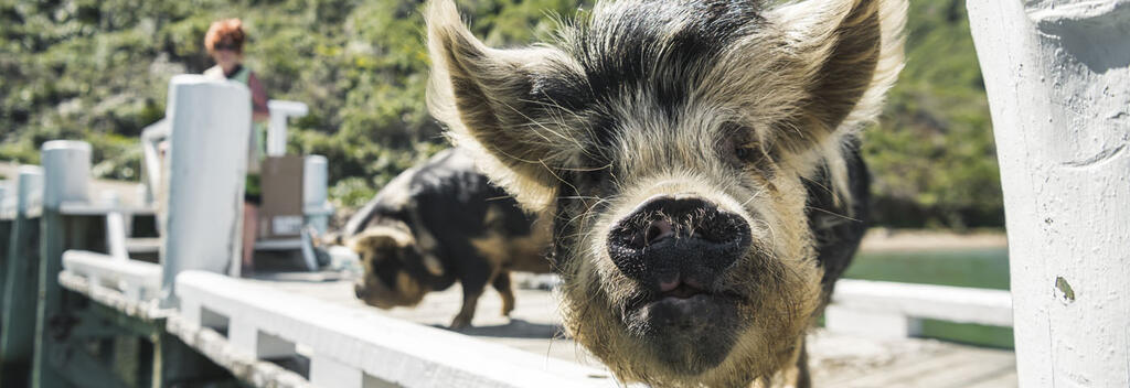 Friendly pigs welcoming mail run visitors to the outer Pelorus Sound