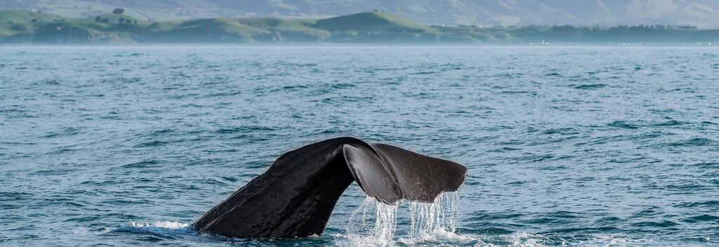 Whale watching in Kaikoura