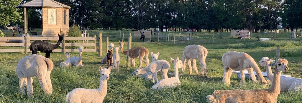 Enjoy the tranquility of our Waikato Alpaca farm.