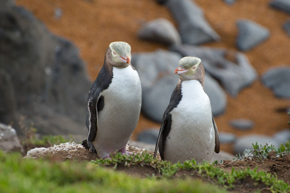 Gelbaugenpinguin