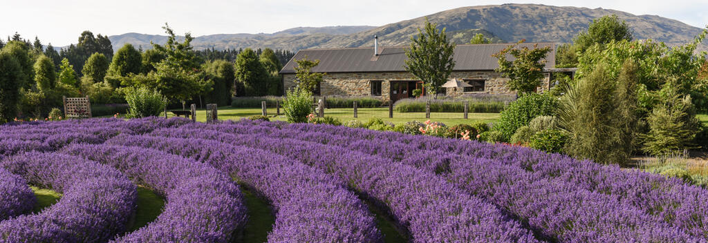 Wānaka Lavender Farm