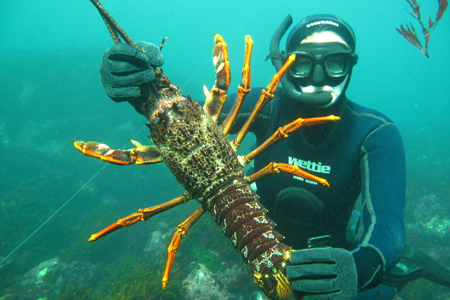 Salt Earth Crayfish Lobster Snorkeling Adventure Activities