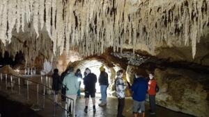 Glow Worm Tours at Waipu Caves Farm Park  Activity in Northland & Bay of  Islands, New Zealand