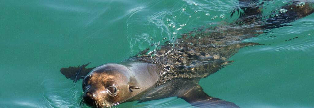 Encountering Seals with Auckland Whale and Dolphin Safari  